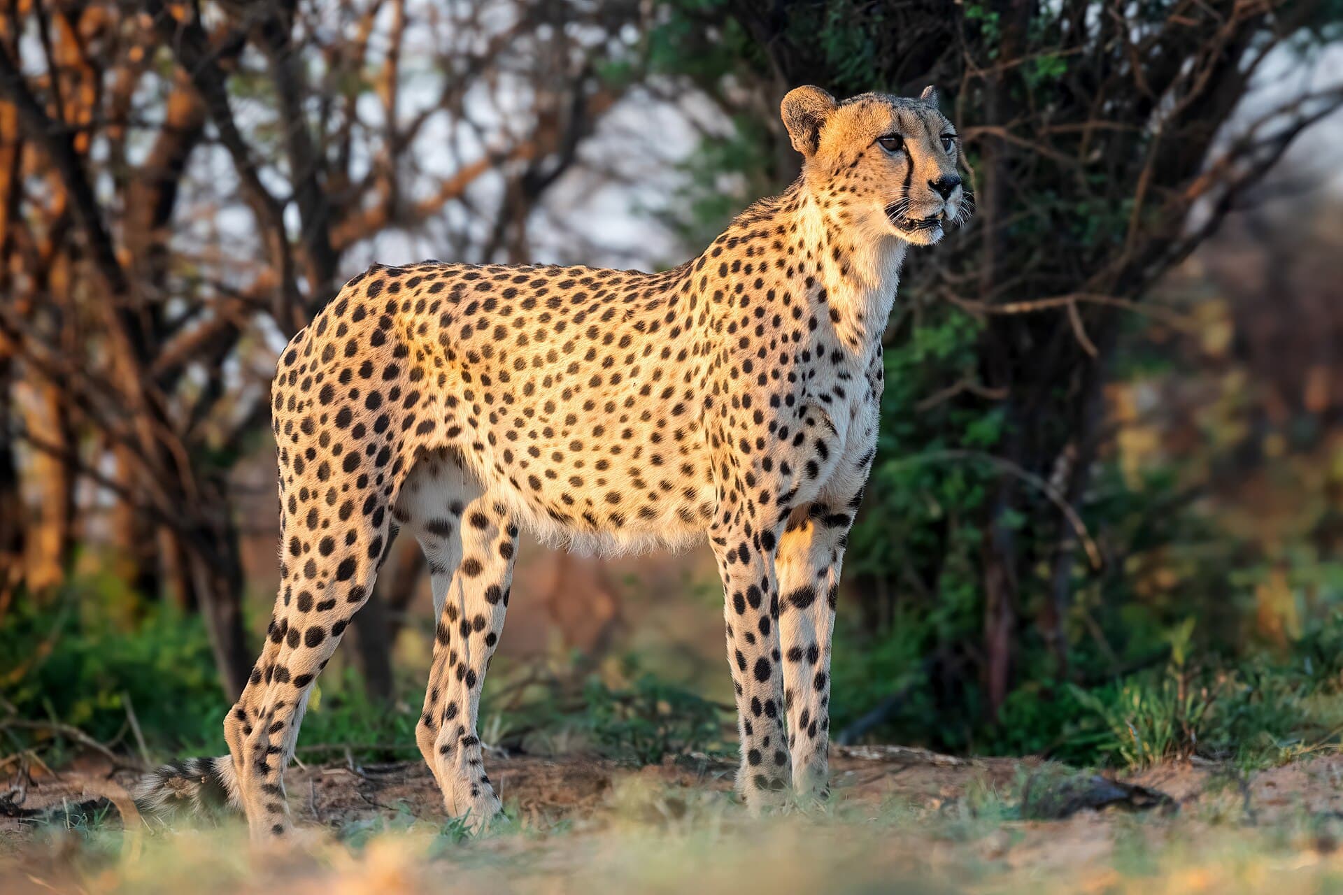An adult male cheetah standing in dry grass in South Africa