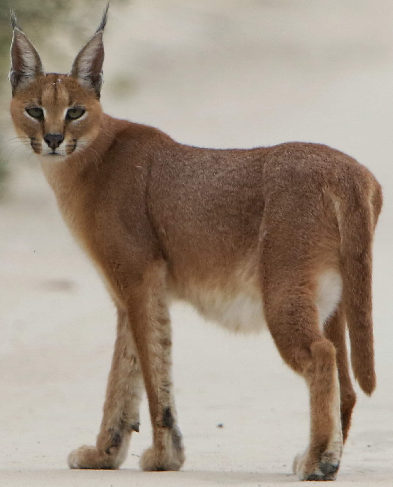 A caracal standing on a road in the Kgalagadi
