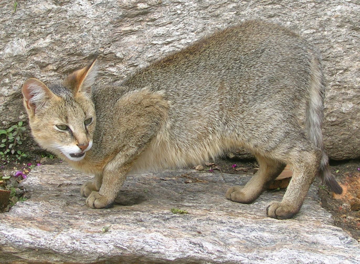 A jungle cat standing in Munsiyari, Uttarakhand