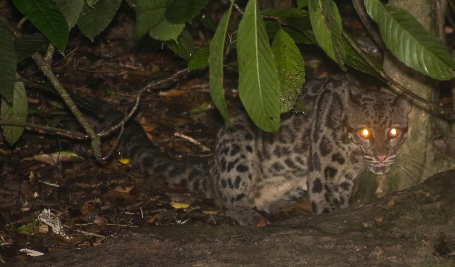 A Sunda clouded leopard photographed at night in Borneo