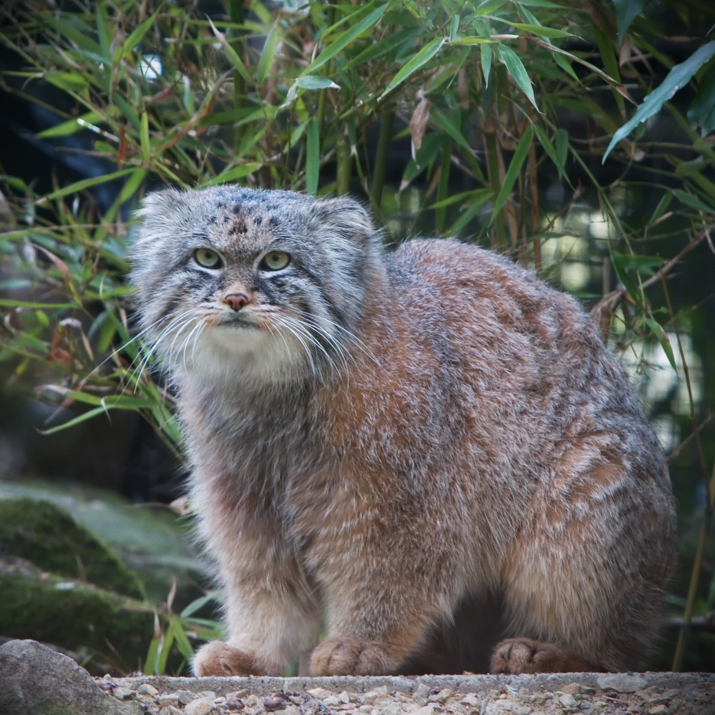 A Pallas's cat sitting on rock