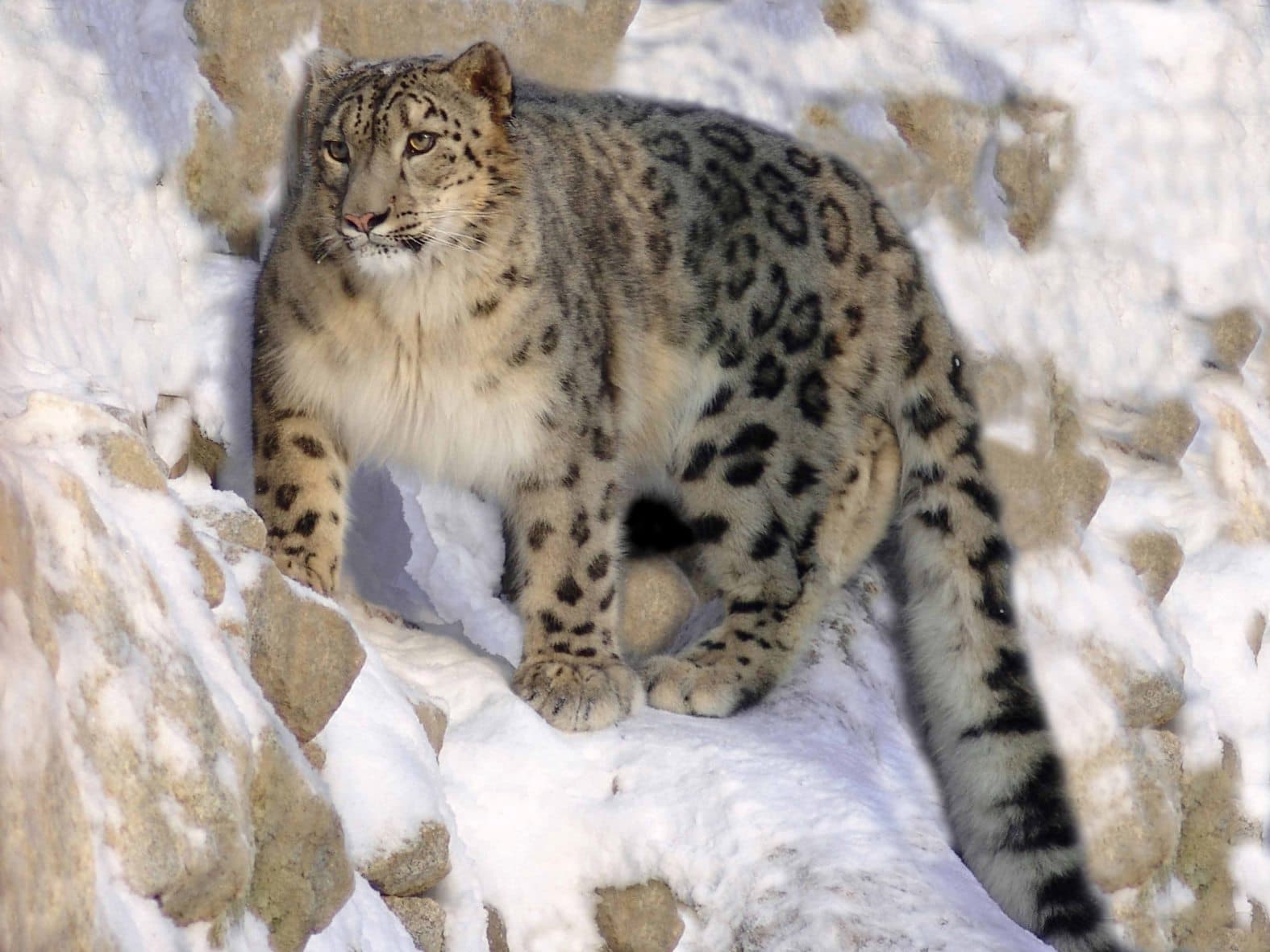 A snow leopard standing on snowy rock