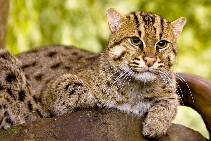 A fishing cat standing near water