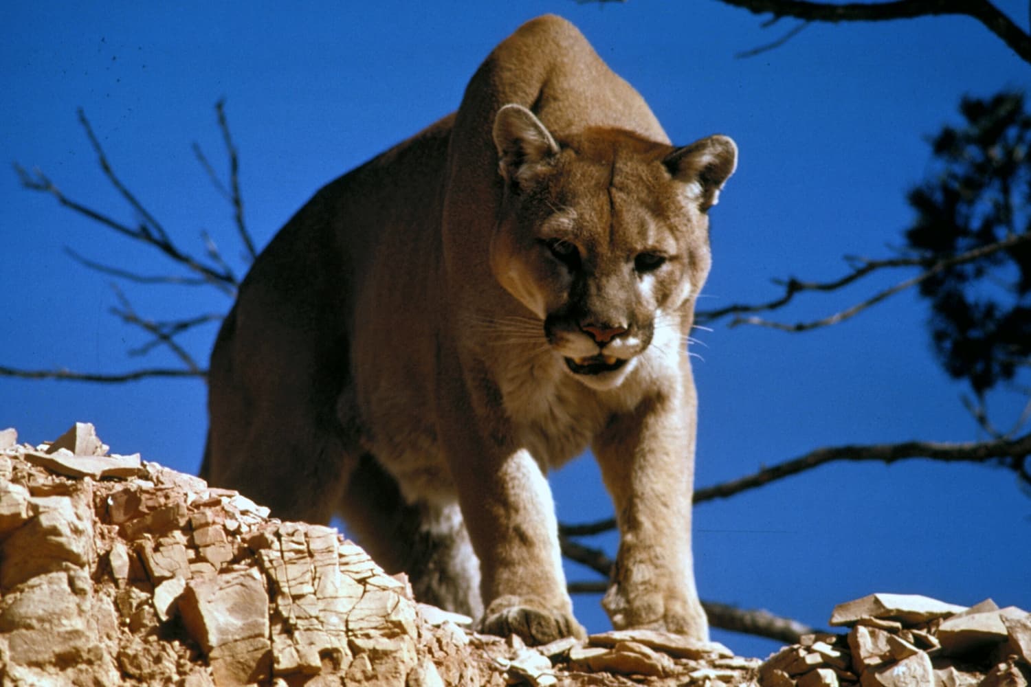 A puma walking through mountain vegetation