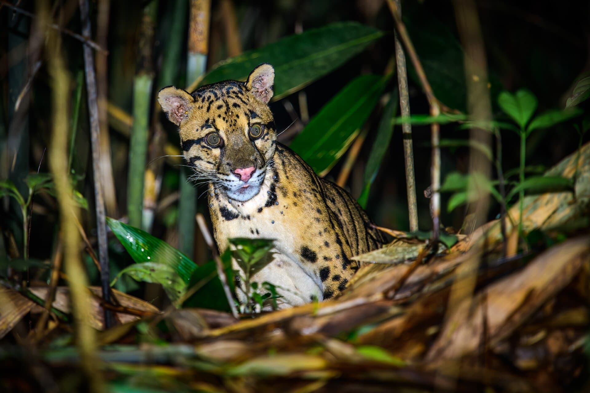 A clouded leopard photographed at night in Thailand