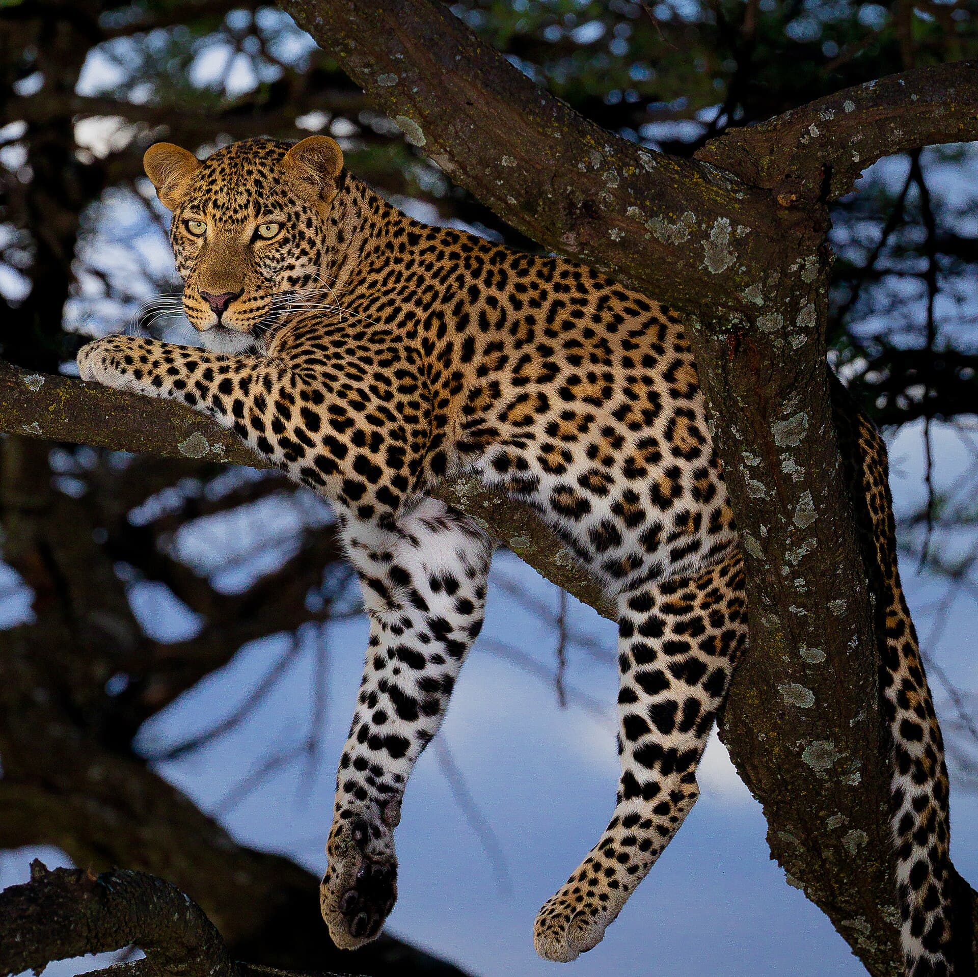 Leopard in forest habitat