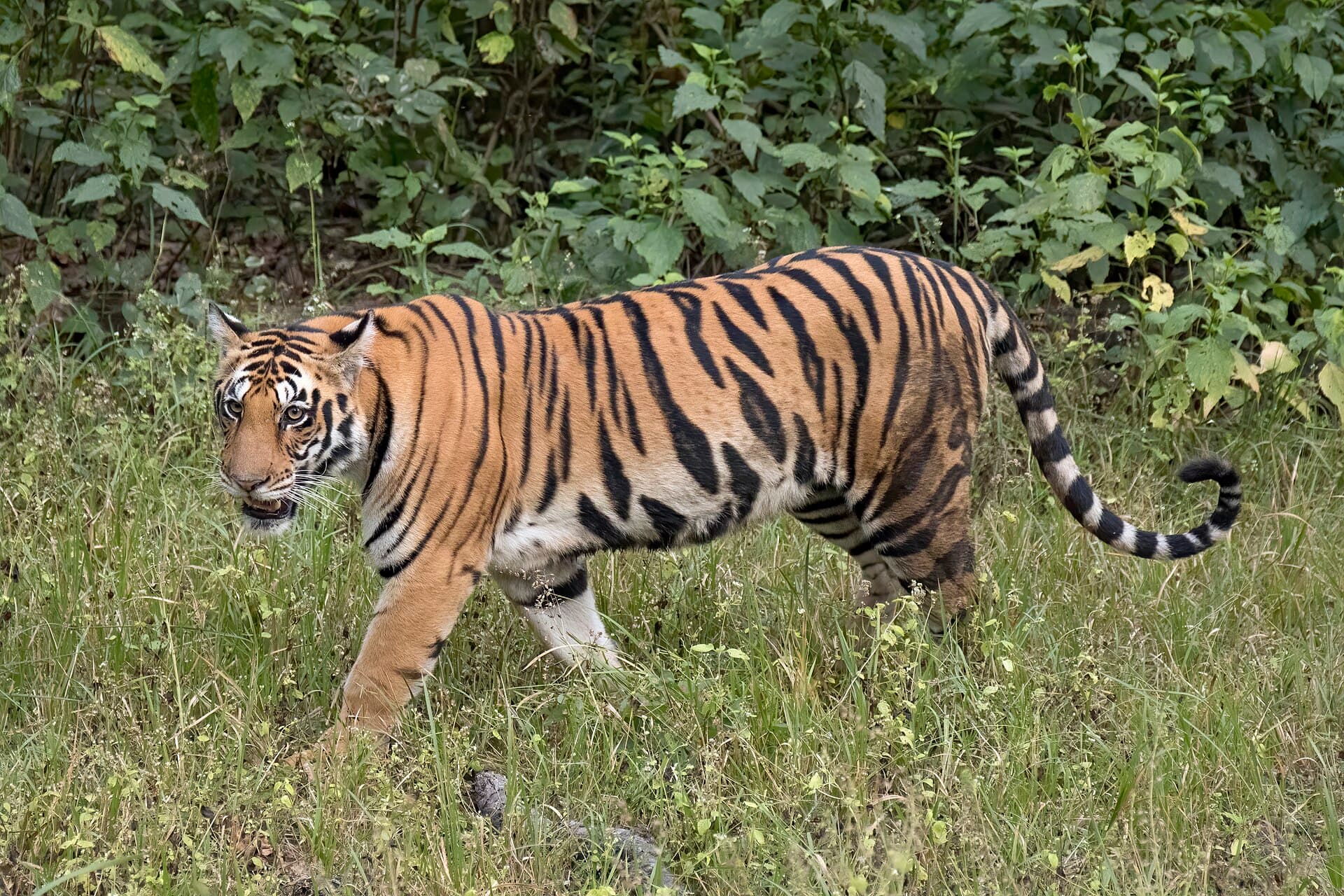 Tiger walking through grassland